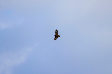 an eagle with outstretched wings flying against the sky