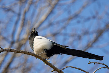 a magpie on the branches of a tree