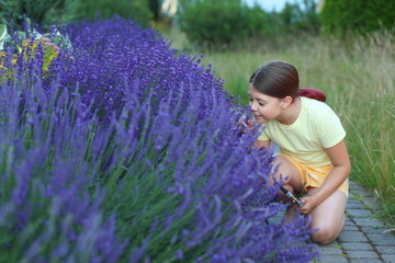 a child carefully trims lavender bushes, assembling a charming bouquet.
