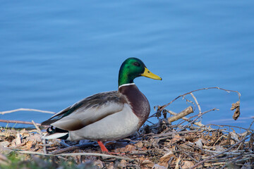 Ducks sitting on the shore of a lake