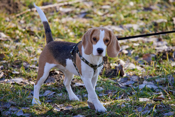 a beautiful young dog in the park