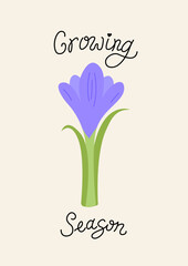 Botanical spring greeting card with crocus flowers and handwritten quote growing season. Vector floral flat illustration and calligraphy lettering