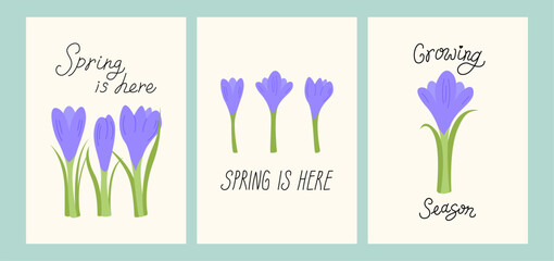 Botanical greeting cards with crocus flowers. Vector floral illustration in flat style. Collection of posters with handwritten lettering quotes spring is here and growing season