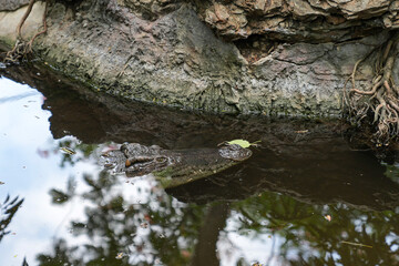 Freshwater crocodiles live in the open zoo in Bangkok, Thailand.
