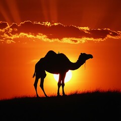 Camel at sunset with bright sun in desert landscape high resolution picture