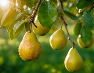 Obraz premium Fresh Pears Hanging on Tree with Morning Dew