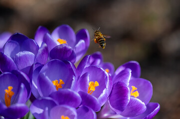 Krokusse mit Biene fliegend