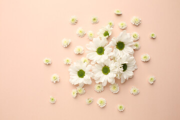Abstract floral aesthetic background. Colourful chamomile flower buds and leaves on neutral peachy background. Beautiful flowers and petals template. Flat lay, top view