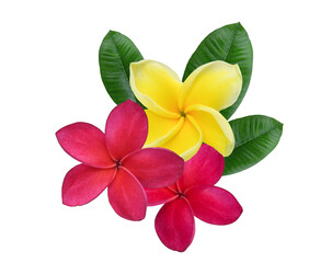 red  yellow  Plumeria, frangipani flowers isolated on transparent. © siriratsavett88
