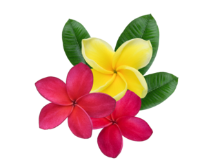 red  yellow  Plumeria, frangipani flowers isolated on transparent.