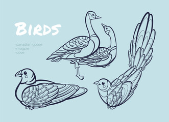 A line art illustration of a goose, magpie and dove on blue background