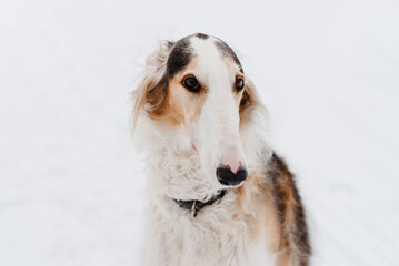 Fototapeta premium Russian greyhound sitting on snow, black and white and red borzoi dog, close-up view of muzzle, breed for hunting, dogwalking concept