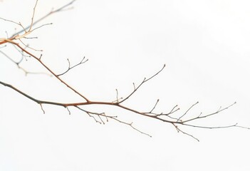 Fototapeta premium Delicate, bare branches against a pure white backdrop, clean, aged