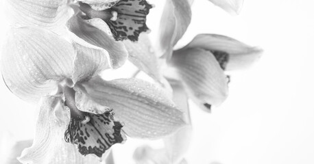 Black and white artistic macro photography of an orchid. minimalist floral wall art