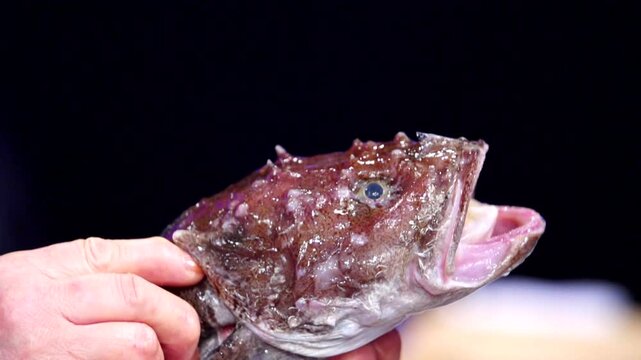 Person holding fresh sea raven