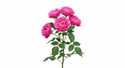 Blooming Rose Bush