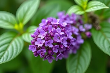 Fototapeta premium Close Up of Beautiful Purple Flowers and Lush Green Leaves