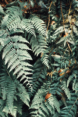 Green plant background, toned. Fern thickets on a slope in a boxwood forest.