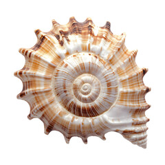 Fototapeta premium Close-up spiral seashell with brown ridges and glossy surface on transparent background