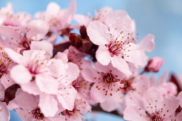 Spring sakura blossoms. Flowers against the blue sky.