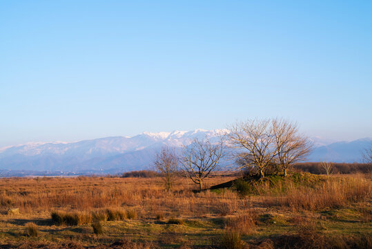 A meadow with dry yellow grass and bare trees against the background of snow-capped mountains and blue sky. Nature reserve in Georgia, Adjara. Spring landscape - Powered by Adobe