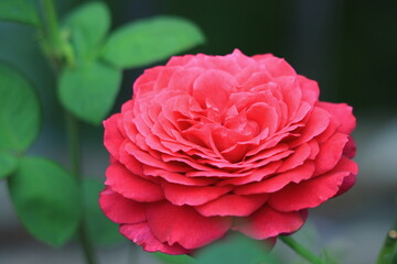 Delicate Petals of Red Rose Blooming Gracefully in Garden Closeup