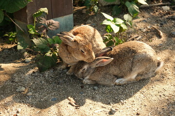 大久野島のうさぎ（寄り添う２羽）