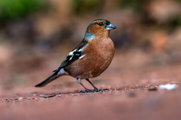 Gros plan d'un pinson posé sur le sol