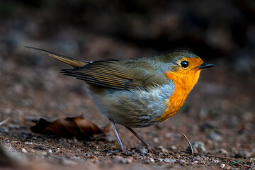 Gros plan d'un rouge-gorge familier posé sur le sol