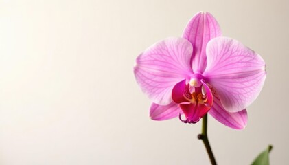 Fototapeta premium Pink Cattleya orchid against a clean white background, orchid, cattleya