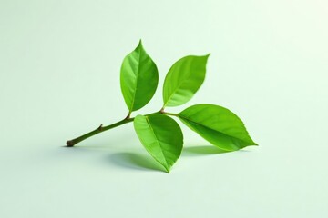 Fototapeta premium Single branch with slight shading isolated on white background, photography, closeup, green