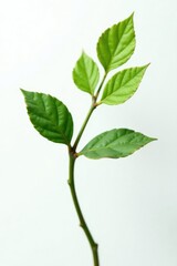 Fototapeta premium Single branch with unique shape and curve isolated on white background, leafy, plant, curves