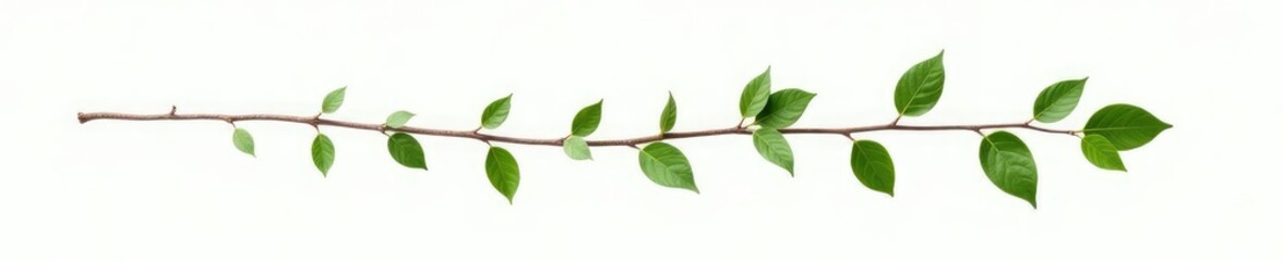 Naklejka premium Single isolated branch on white background with leaves and stem, botanical, natural elements, tree parts