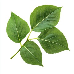 Fototapeta premium Nature, plant, foliage, fresh, organic, growth, environment, ecology, botany, spring, summer, seasonal, healthy, vibrant, natural, clean, simple, minimalist, design, background, texture, pattern, deco