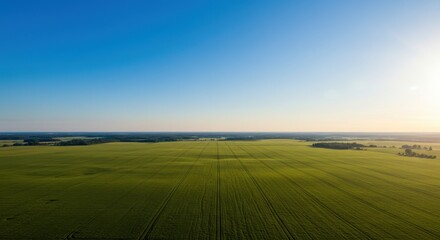 Obraz premium Expansive green farmland under a clear blue sky with distant trees and horizon