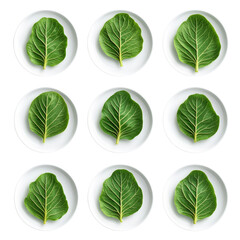 Green leaves arranged on white plates.