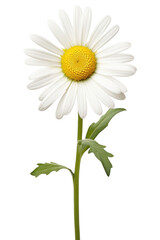 Fototapeta premium PNG A daisy flower petal plant.