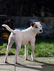 Jack Russell terrier stands in a garden on a sunny spring day