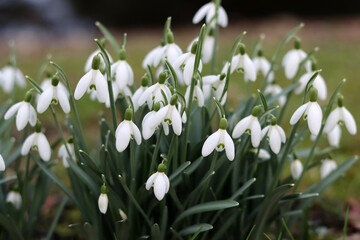 Snowdrop flowers (Galanthus nivalis) in spring