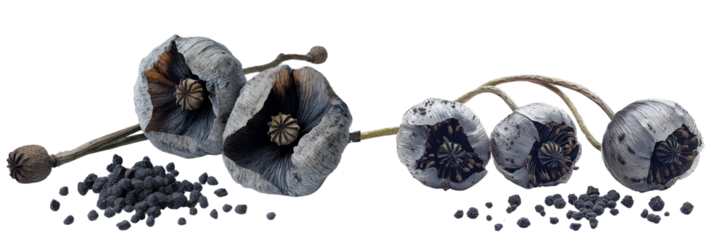 Set of a Start with three poppy seed heads lying on their sides, isolated on transparent background.