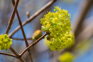 Norway maple green blooms