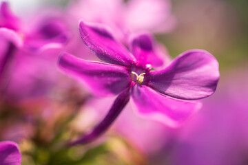 Purple phlox closeup