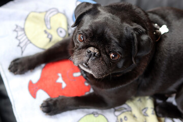 Black pug dog lying on the bed and looking at the camera. Brachycephalic dog breeds. 
