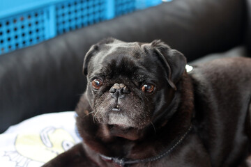 Black pug dog lying on the bed and looking at the camera. Brachycephalic dog breeds. 