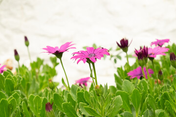 Side close up view of pink daisy gerbera flowers in Cornwall, England