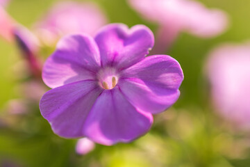 Purple-pink phlox closeup