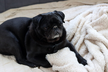 Black pug dog lying on the bed and looking at the camera. Brachycephalic dog breeds. 