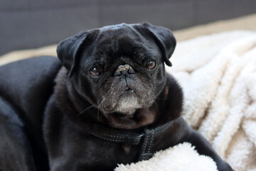 Black pug dog lying on the bed and looking at the camera. Brachycephalic dog breeds. 