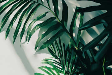Abstract Botanical Silhouettes of Tree Leaves on White