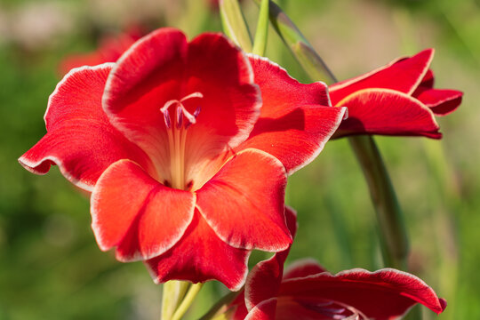 Red gladiolus